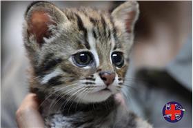 石虎（圖／翻攝自守護石虎粉絲團）