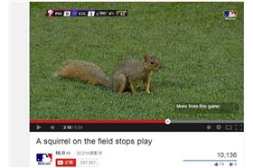 小松鼠(取自MLB官方)