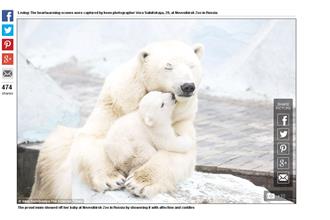 母愛的偉大！北極熊媽媽擁女兒入睡