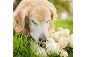 翻攝Candice Sedighan Photography臉書