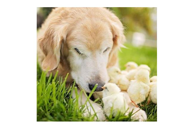 超搭的！黃金獵犬與小雞　甜甜的幸福