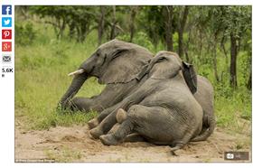 大象醉倒_每日郵報