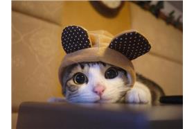 瓜皮貓_卡卡洛普