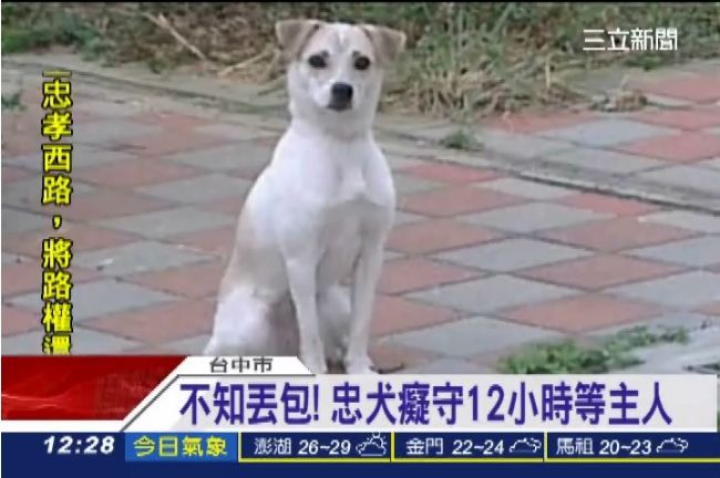 遭主人遺棄！忠犬原地癡守12小時