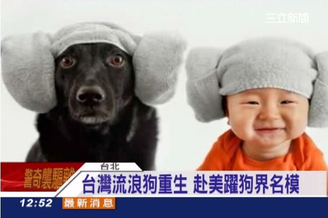 流浪狗重生　男孩與狗萌照躍國際媒體