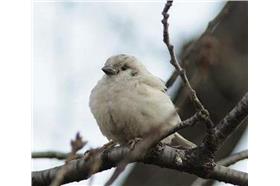 白化麻雀_卡卡洛普