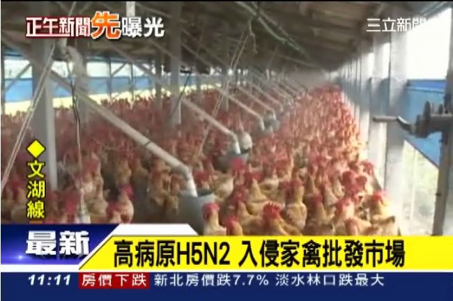H5N2入侵北市批發　民眾恐吃下肚