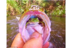 微笑青蛙 翻攝自每日郵報