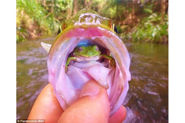 慶幸獲救？鱸魚嘴裡竟有「微笑青蛙」