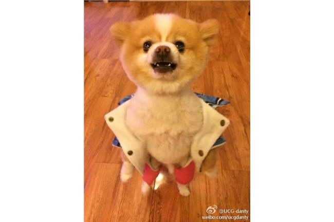 汪星人來了？狗剪毛後抑鬱竟直立行走