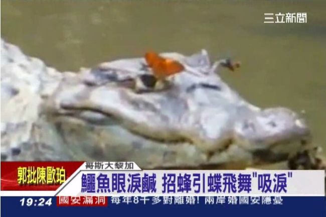 營養品？蝴蝶、蜜蜂爭相吸鱷魚的眼淚