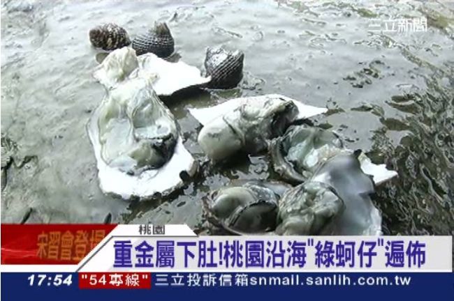 桃園沿海綠牡蠣遍佈　重金屬恐吃下肚