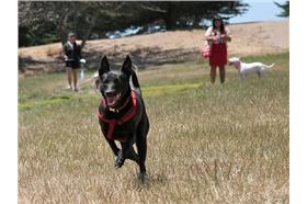 土狗（flickr，ilovemytank )https://www.flickr.com/photos/menghsindy/