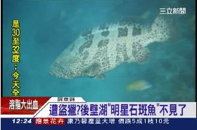 石斑魚失蹤1200