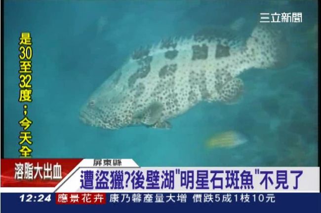 花花不見了？後壁湖「明星魚」恐被吃