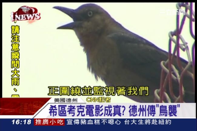 電影成真？德州驚傳恐怖鳥群襲擊人類