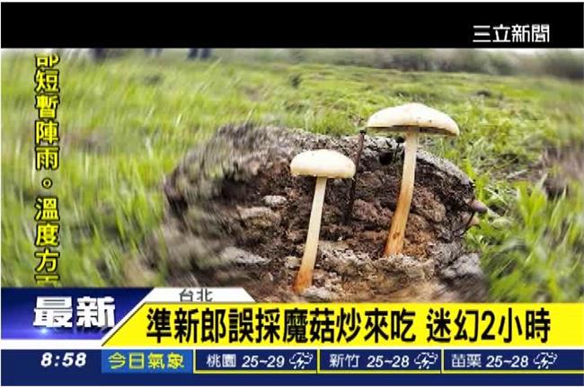 迷幻魔菇不要採！準新郎誤食茫2小時