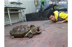 在台灣的故事 鱷龜