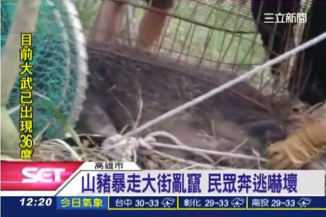 山豬暴走亂竄　4劑麻藥才制伏