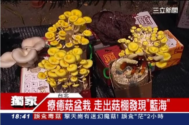 獨／黃金菇盆栽！搶辦公室農民商機
