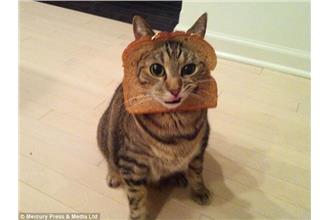 誰偷走吐司？喵星人最新流行：穿吐司