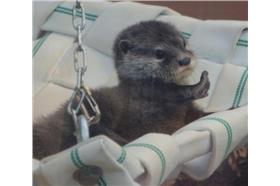 (名家)水獺寶寶_卡卡洛普