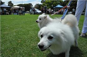 遛狗-Flickr-Mosman Council