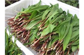 (名家)去除嘴裡的蒜味_煎蛋