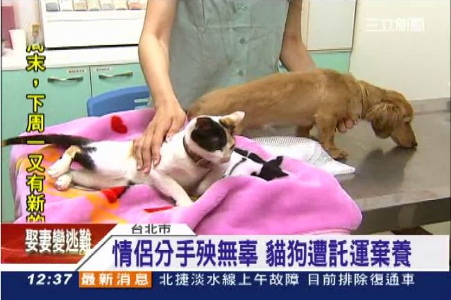 情侶分手就棄養？幼犬、貓託運不領回