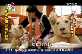 T 杜拜貴公子SOT