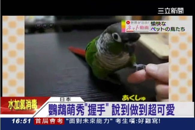爆笑！鳥版哥吉拉催放飯竟自摔到地上