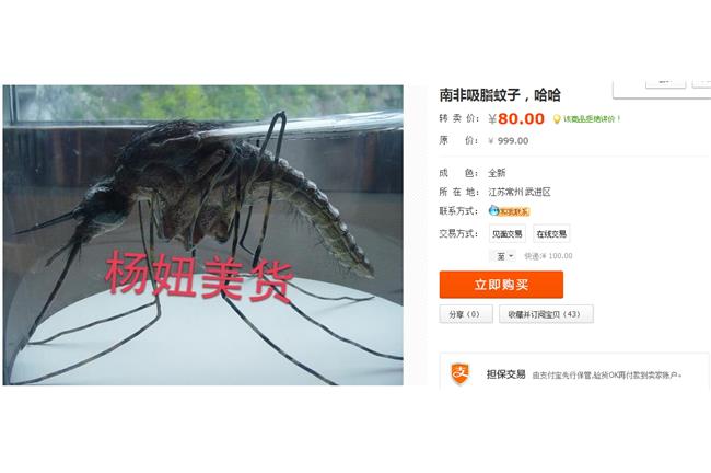 快來咬吧！神秘「吸脂蚊子」不吸血？