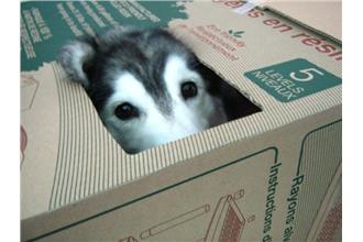 「狗兒身貓兒魂」哈士奇其實是隻貓？