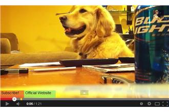 聽不到吉他聲　黃金獵犬反應是。。。