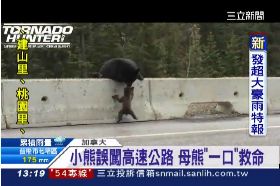 母熊救小熊1200