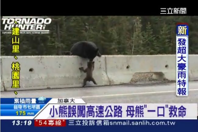 「熊」蓋溫馨！母熊敏捷搶救熊北鼻