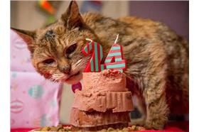 (名家)貓咪_卡卡洛普