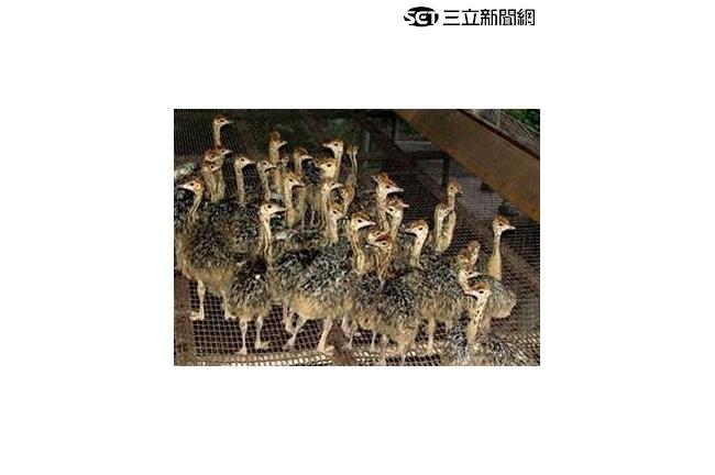 全身都是寶！一顆鴕鳥蛋能讓十個人吃