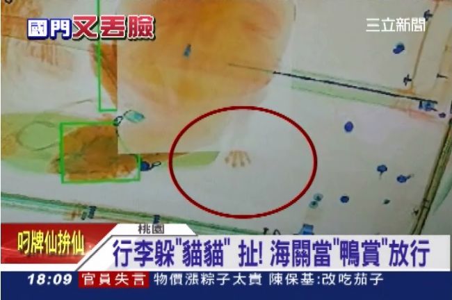 貓咪看成「鴨賞」！桃機安檢又出包