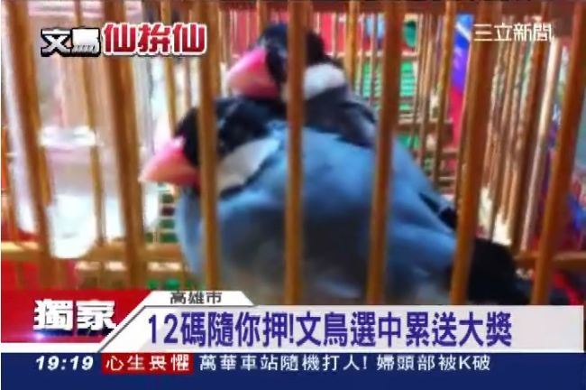 夜市新花招！「文鳥叼牌」跟你仙拼仙