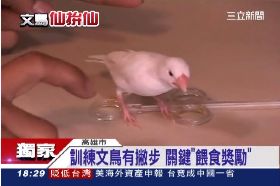 訓鳥賺很大1800