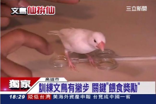 成鳥市售3百　特技鳥價暴漲40倍
