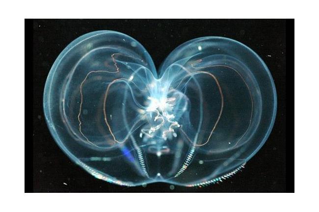 美國研究：櫛水母4天就可重生腦袋
