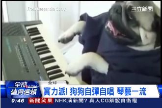 亂彈也萌翻！小水獺、狗狗瘋玩琴自嗨