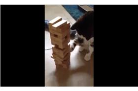 貓貓，翻攝自臉書影片