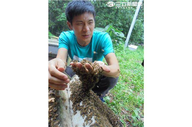 姚淳耀挑戰生吃蜂蛹：跟魚子醬差不多