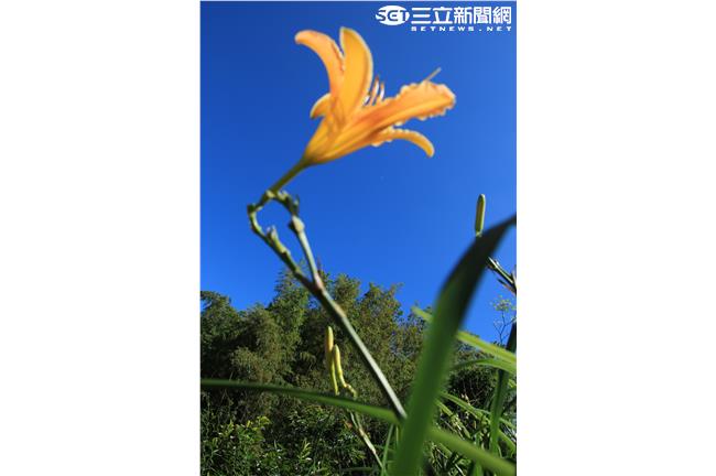 赤柯山超美金針花，賞花吃花心花開