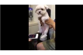 狗狗麻糬（YOUTUBE）