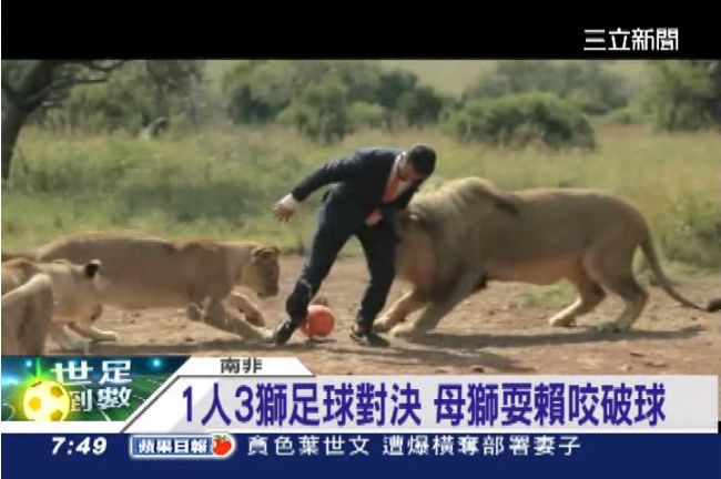 南非帥哥與獅共舞　1人3獅足球對決