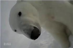 北極熊(u2)
